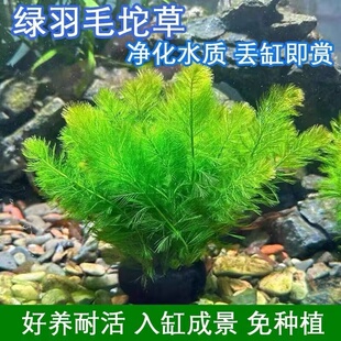 绿羽毛坨草鱼缸草缸造景后景阴性水草增氧净水新手好养活体植物
