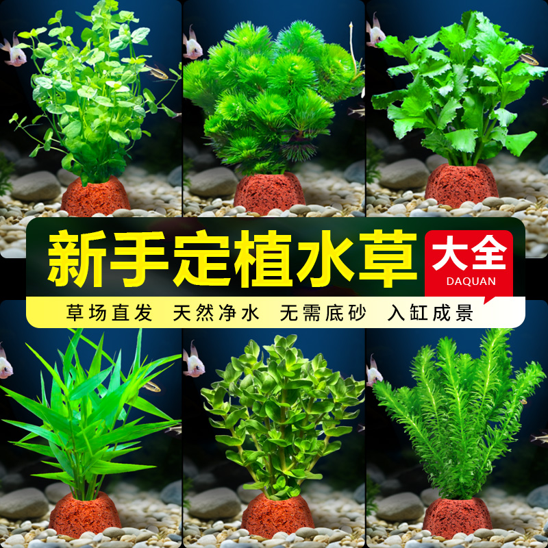 火山石水草蜈蚣草水榕懒人水草