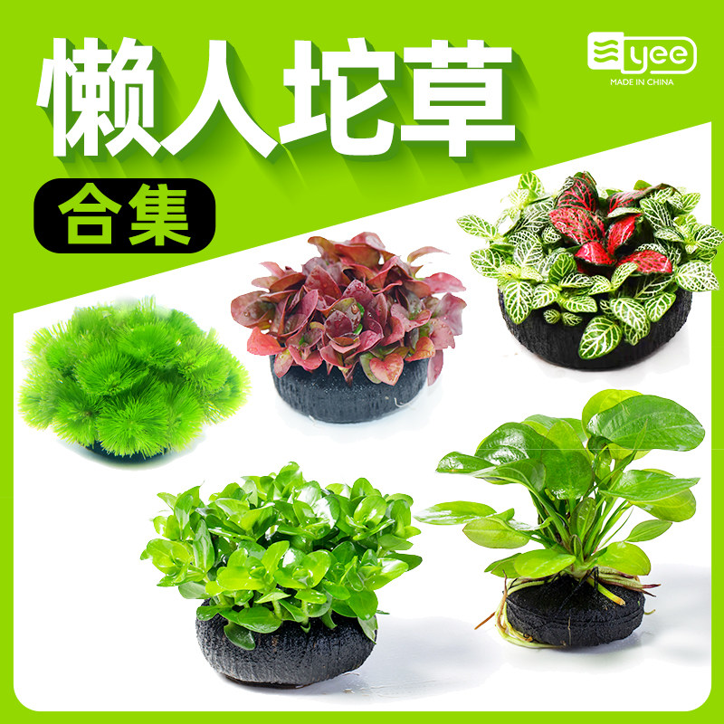 鱼缸水草坨草植物活体阴性懒人水培绿植无需底砂新手造景水下叶