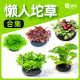 鱼缸水草坨草植物活体阴性懒人水培绿植无需底砂新手造景水下叶