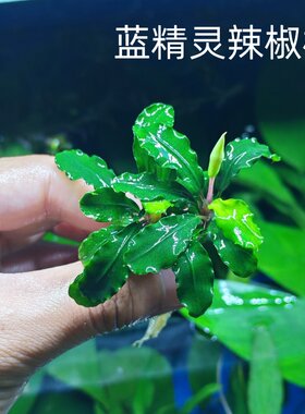 辣椒榕蓝精灵幽灵鱼缸水草