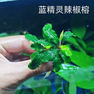 辣椒榕蓝精灵幽灵鱼缸草缸石头沉木造景水草植物迷你水榕水下叶
