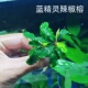 辣椒榕蓝精灵幽灵鱼缸草缸石头沉木造景水草植物迷你水榕水下叶
