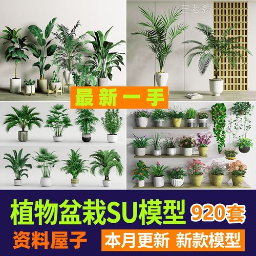 绿植植物花盆盆栽盆景松树单体草图大师SU模型室内花卉花草素材库