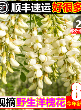 【顺丰冷链】野生洋槐花8斤新鲜槐树花骨朵野菜杨槐花刺槐花蒸菜