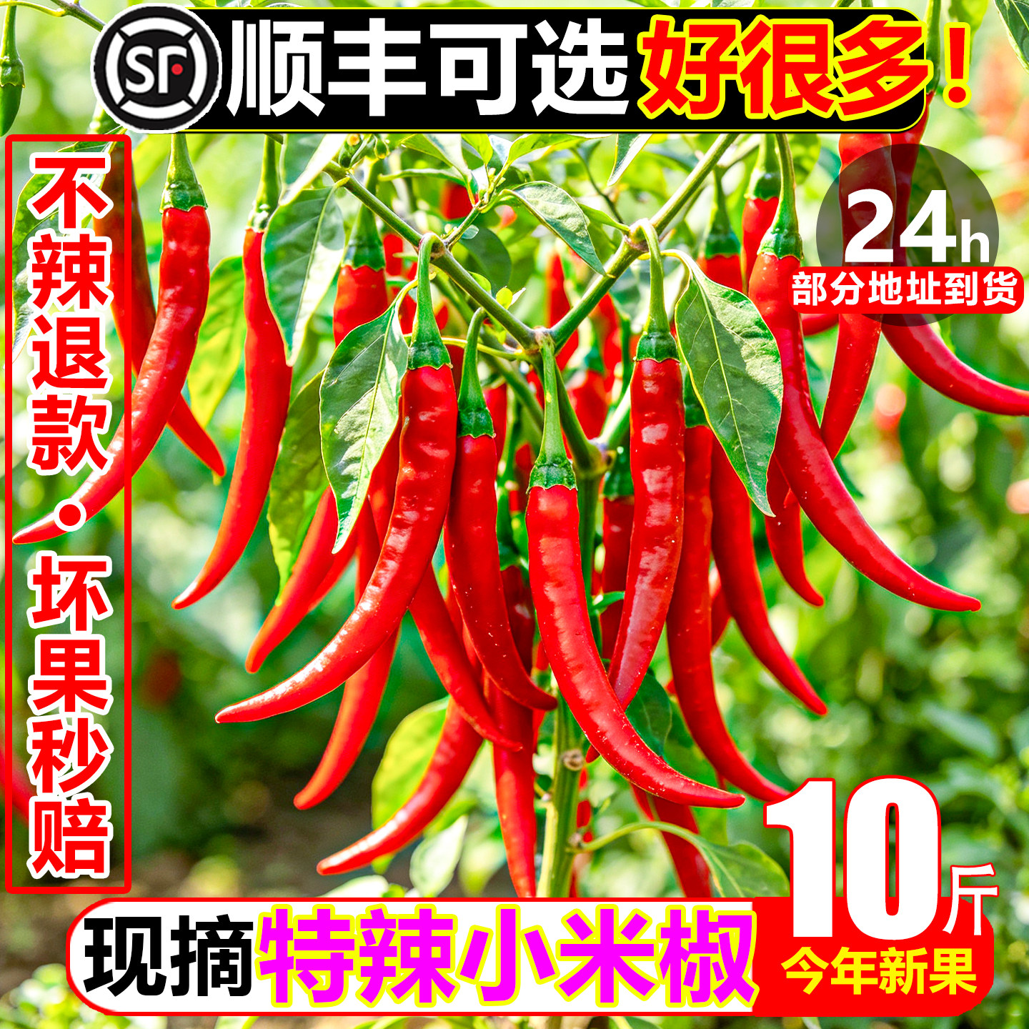 【顺丰次日达】怕辣勿拍不辣退款
