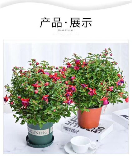 倒挂金钟盆栽花庭院室内四季开花