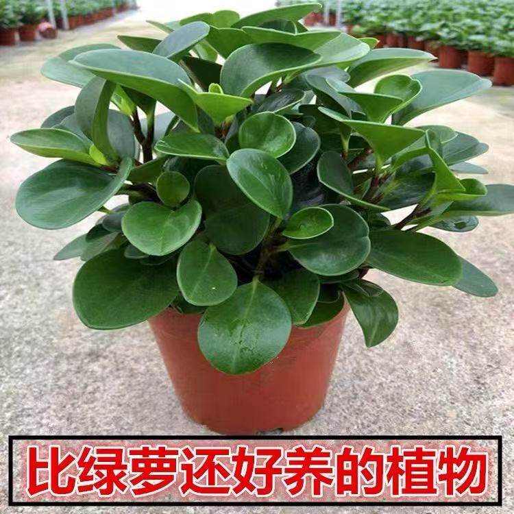 碧玉植物豆瓣绿盆栽商场室内桌面净化空气水培绿萝四季常青除甲醛