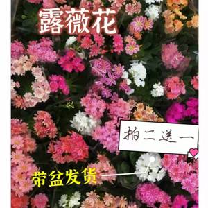 露薇花草花室内室外四季开花观花