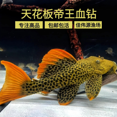 帝王血钻异形型鱼淡水鱼L600南美稀有坦克类缸养除藻清道夫观赏鱼
