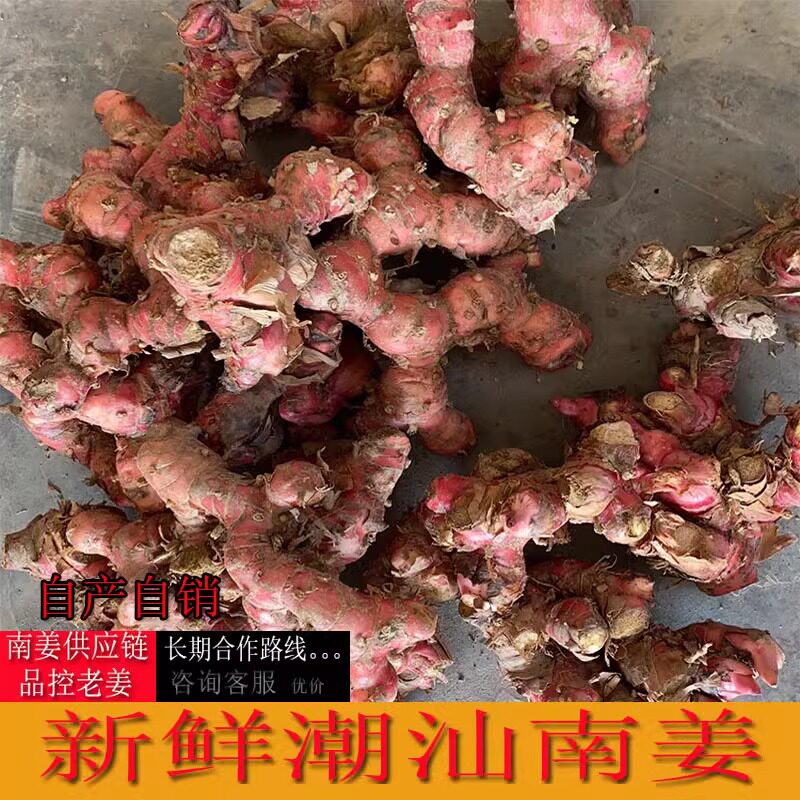 潮汕新鲜南姜5斤装 餐饮卤鹅猪脚饭卤菜牛羊肉火锅去膻提鲜调料品