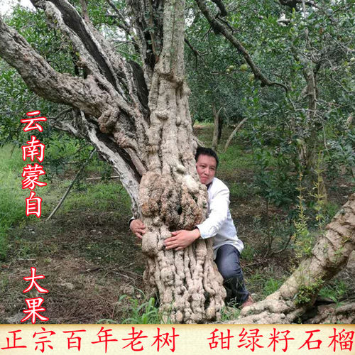 特大老品种云南蒙自甜绿籽石榴