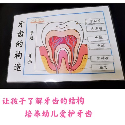 科学探索模型牙齿内脏