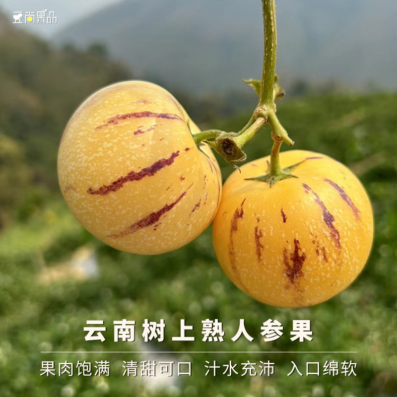 云南高山树上熟人参果应季顺丰
