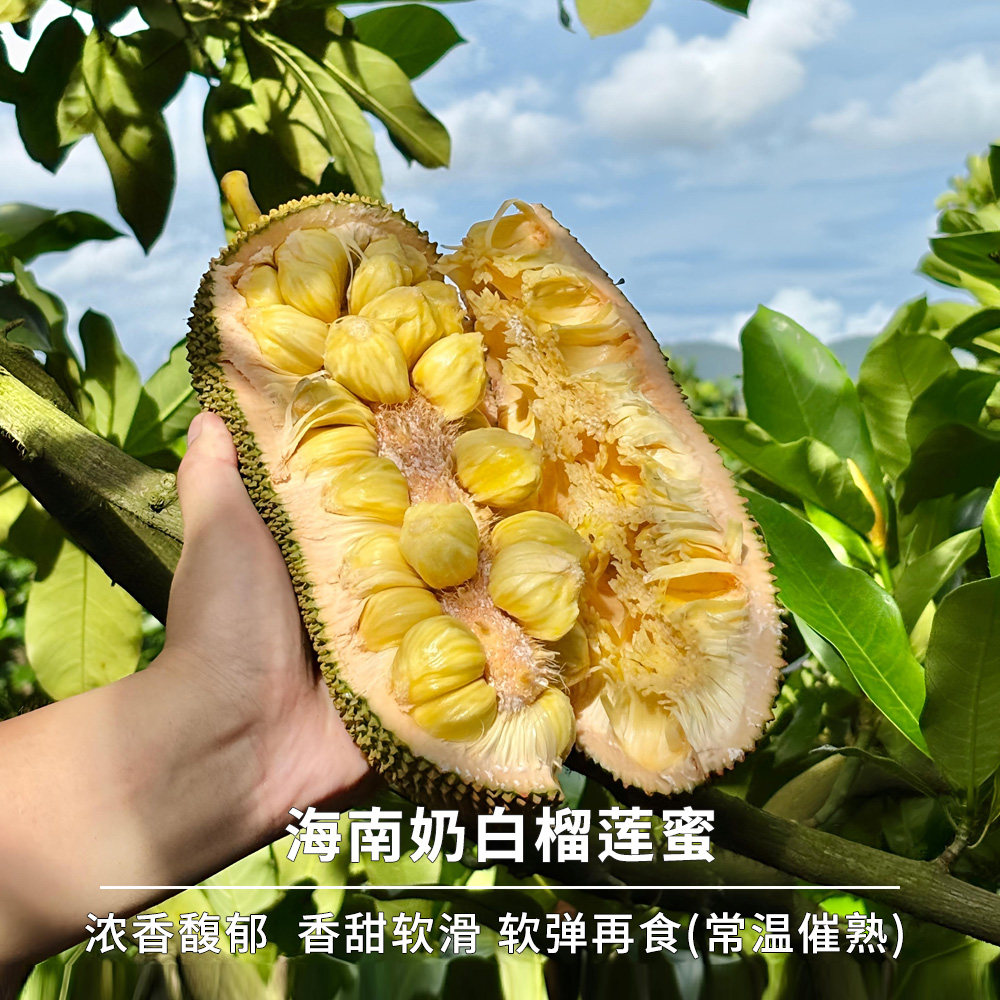 豆尚果品海南奶白榴莲蜜香甜软糯当季小众新鲜水果整个果香浓郁