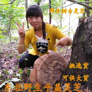长白山脉野生平盖灵芝 野生树舌灵芝 青芝 平盖灵芝野生灵芝 树舌