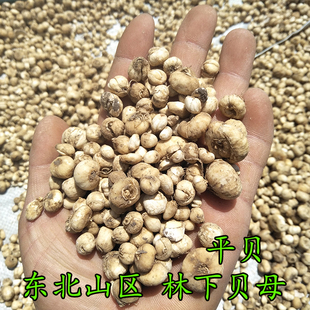 东北林下贝母 平贝母 贝母 林下平贝 贝母 自然晒干原色250克包邮