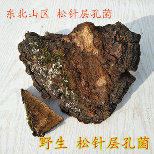 东北山区野生松针层孔菌 松木层孔菌 野生松针 松树桑黄松针500克