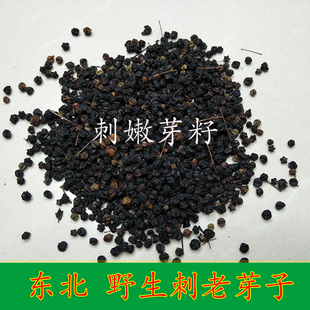 东北野生刺老芽籽 刺嫩芽籽 刺老芽种子野生刺嫩芽子 250克刺老芽