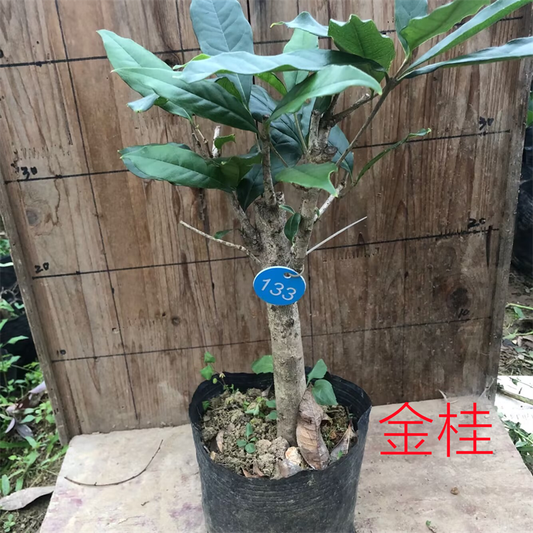 矮桂花树苗金桂花卉浓香型月月桂室内客厅植物好养的花四季桂盆栽