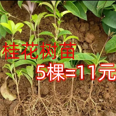 桂花树苗庭院植物花卉盆栽