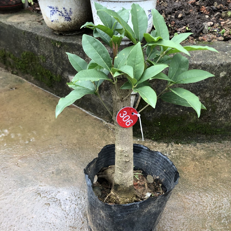 桂花盆栽四季珍珠一物一拍庭院