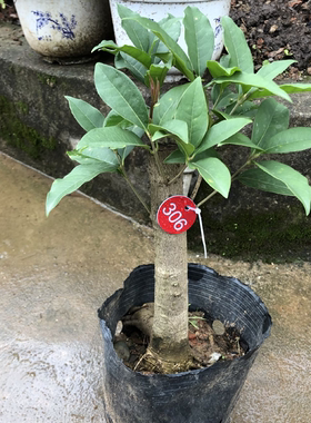 桂花盆栽四季珍珠一物一拍庭院