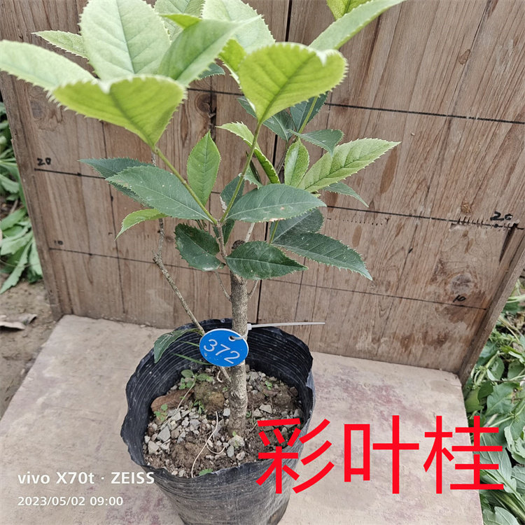 彩叶桂花卉盆栽矮桩桂花盆景金桂四季桂室内窒外阳台浓香型绿植