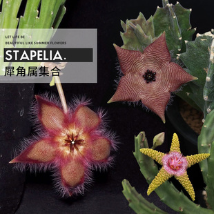 植物员外 犀角属集合 大花巨花犀角钟楼阁妖星角萝藦科多肉盆栽