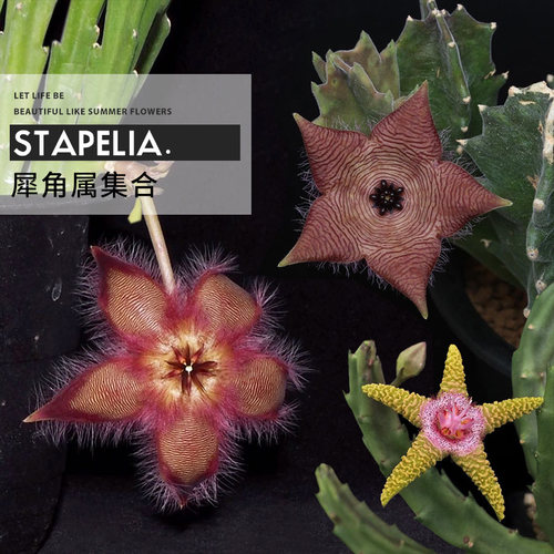 大花巨花犀角钟楼阁萝藦科多肉