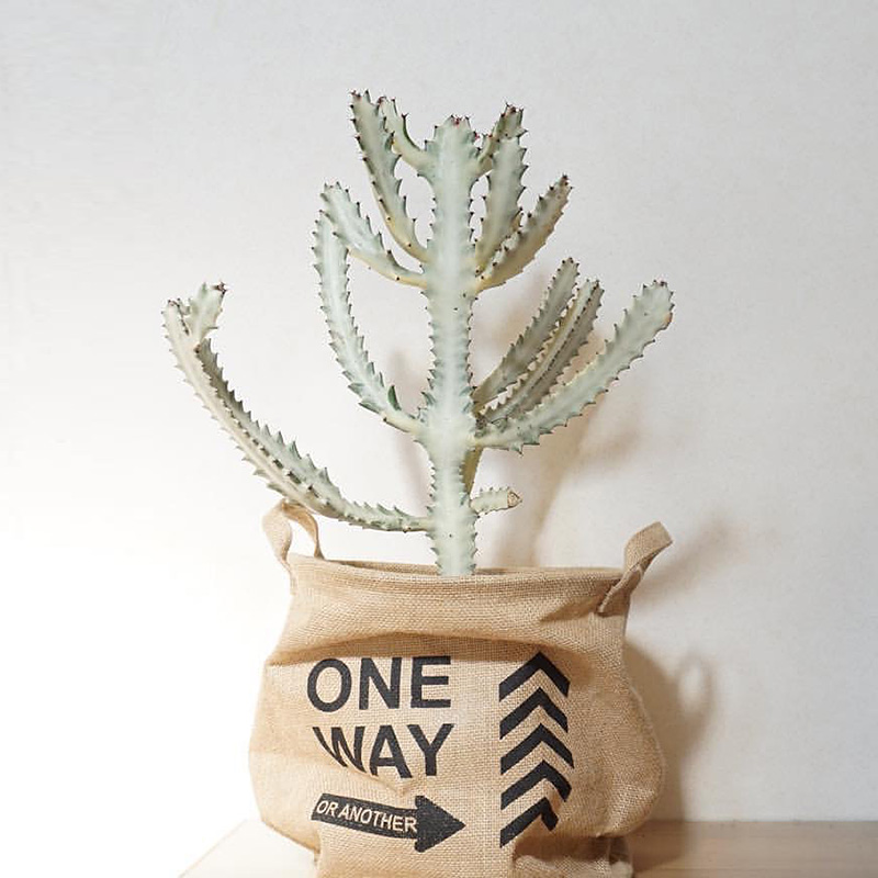 阳台植物员外容易大戟科