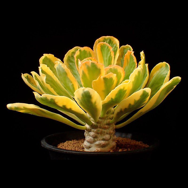 大戟科仙人柱景观组合多肉植物