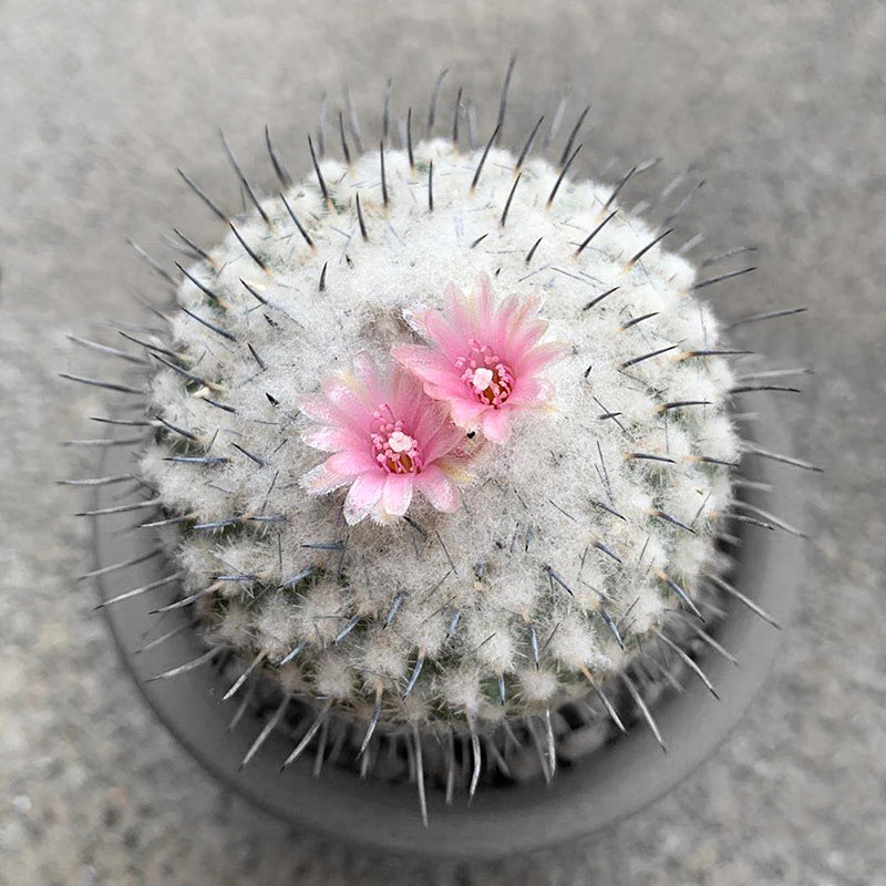 植物员外 乌月丸epithelantha unguispina月世界属仙人球多肉植物