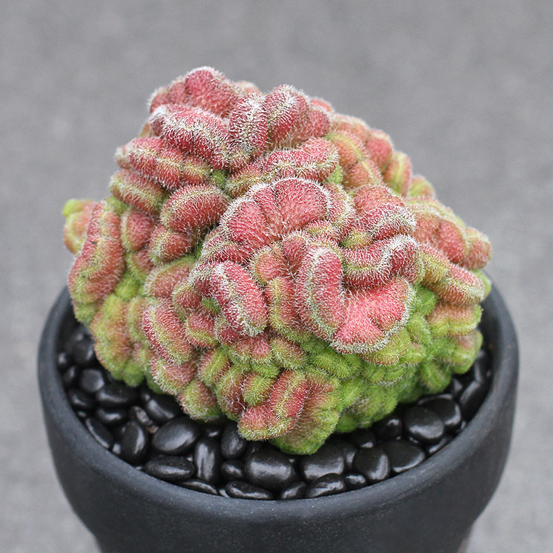 缀化红色仙人球组合盆栽多肉植物
