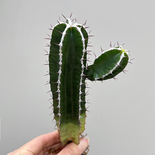 植物员外 珍稀块根大戟科仙人柱盆栽绿植 火山大戟群生一物一拍