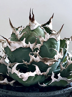 龙舌兰 凯撒Agave titanota Caesar一物一拍仁王冠龙舌兰多肉盆栽