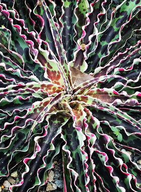 植物员外 樱桃巧克力碎片一物一拍 血雨系锦叶曲边稀有龙舌兰盆栽