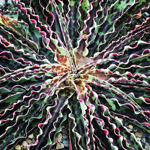 植物员外 樱桃巧克力碎片一物一拍 血雨系锦叶曲边稀有龙舌兰盆栽