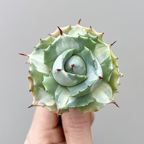 植物员外王妃雷神白生景观龙舌兰