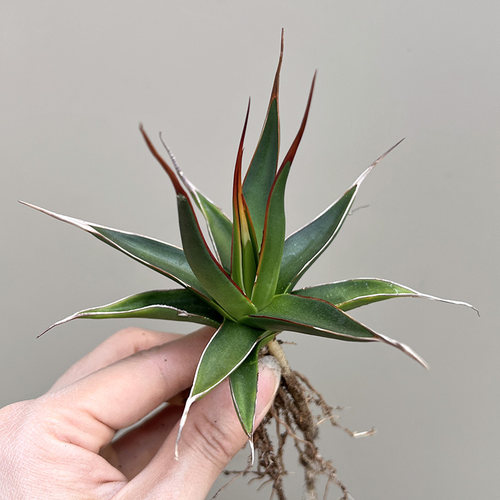 植物员外 佩罗娜Agave ocahui一物一拍 稀有渐变色龙舌兰绿植盆栽