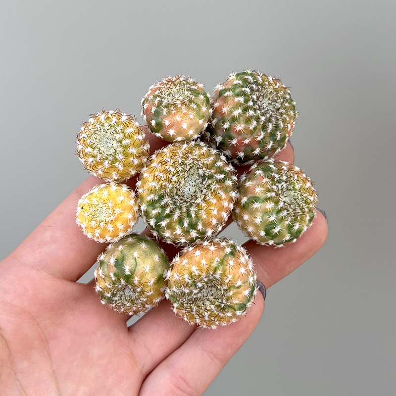 黄环丸锦沟宝山属开橙花群花