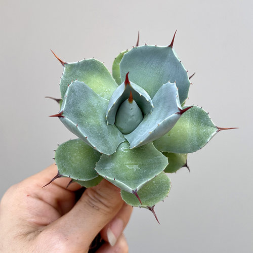 植物员外 蓝天使Agave blue angle一物一拍 小型短厚叶龙舌兰盆栽