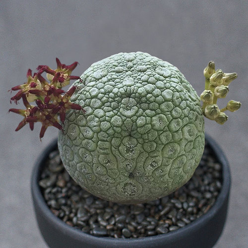 凝蹄玉实生萝藦科多肉植物