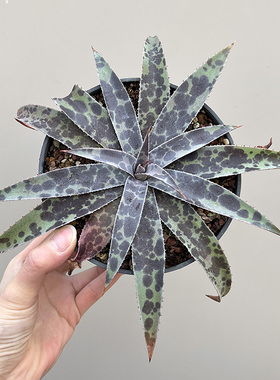 植物员外 月光血雨Mangave Moonglow 龙舌兰阳台沙生造景多肉盆栽