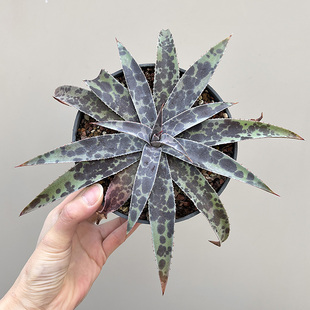 植物员外 月光血雨Mangave Moonglow 龙舌兰阳台沙生造景多肉盆栽