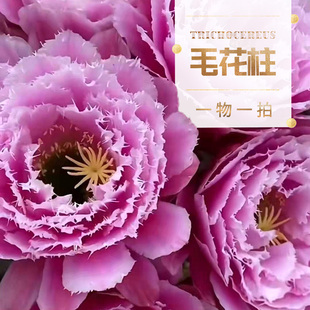 植物员外 毛花柱成株一物一拍 开大花仙人柱 飞碟时光仙女仙人球