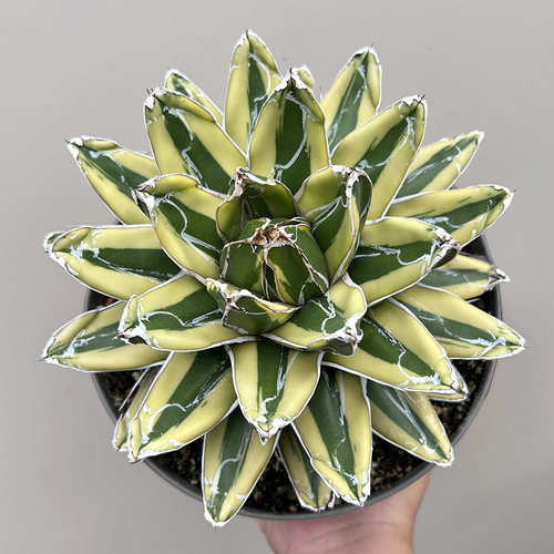 植物员外辉山龙舌兰多肉庭院