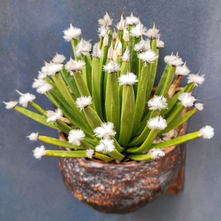 稀有白头翁龙舌兰盆栽 albopilosa一物一拍 植物员外 棉花糖Agave