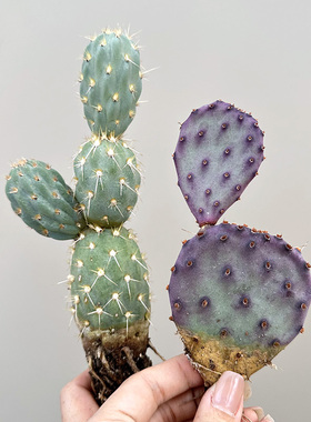 植物员外 正版银盾/朝雾团扇 紫色蓝色网红仙人掌仙人柱多肉盆栽