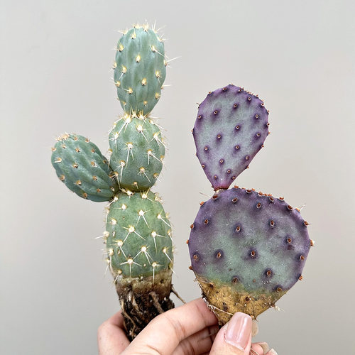 美观银盾朝雾紫色蓝色仙人掌团扇